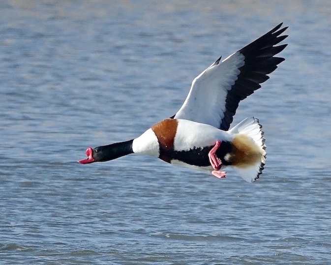 shelduck